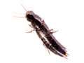 Quedius levicollis